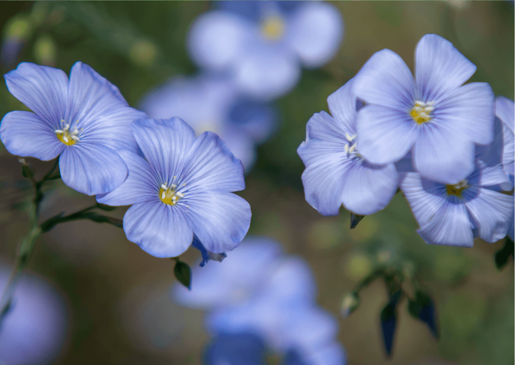 Flower Of Northern Ireland | Best Flower Site